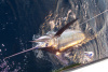 Blue Marlin fishing South Padre Texas